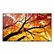 Sharp MultiSync M862 Digital signage flat panel 2.18 m (86") LCD 550 cd/m² 4K Ultra HD Black 24/7